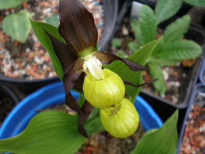 GP_Cypripedium_calceolus_2012-05-12e.jpg