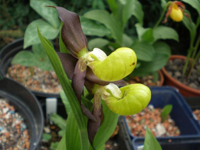 GP_Cypripedium_calceolus_Seite_2012-05-12e.jpg