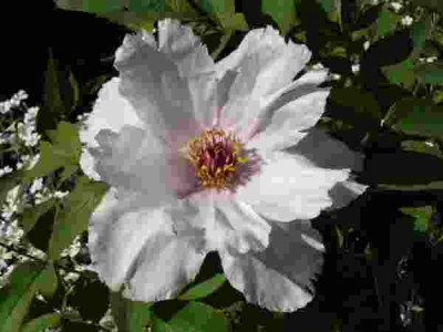 Paeonia_suffruticosa280505.jpg