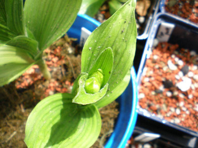 GP_Cypripedium_calceolus_2.Trieb_2012-05-13.jpg