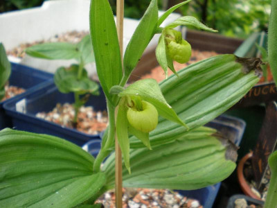 GP_Cypripedium_henryi_2012-05-12e.jpg
