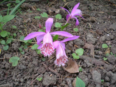 GP_Pleione_limprichtii_2012-05-12e.jpg