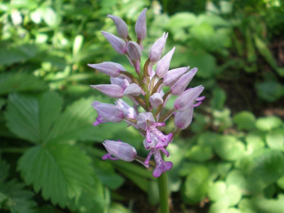 GP_Orchis_militaris_2012-05-08e.jpg