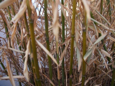 P5130339_Kopie.JPG