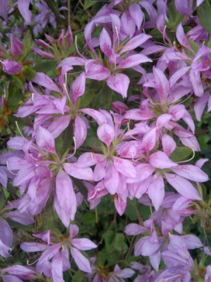 130520124125R.macrosepalum_Koromo_Shibiku.jpg