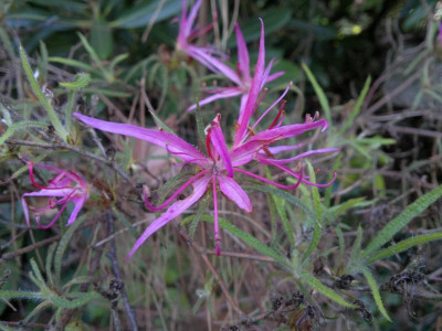 130520124126R.macrosepalum_Linearifolium.jpg