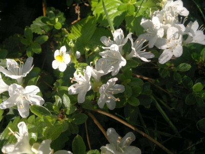 130520124128R.kiusianum_Albiflorum.jpg