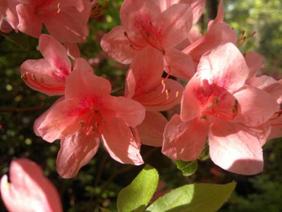 130520124129R.kaempferi_orange.jpg