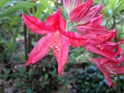 130520124131R.molle_ssp.japonicum_red.jpg