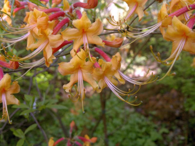 130520124132R.austrinum_pure_yellow_Woodlanders.jpg