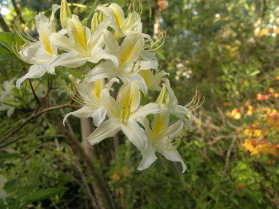 130520124133R.alabamense_Aff.jpg