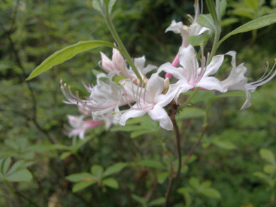 130520124142R.canescens_white_Woodlanders.jpg
