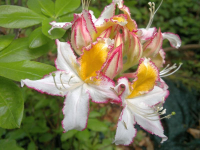 130520124144R.occidentale_SM_502_Humboldt_Picotee.jpg