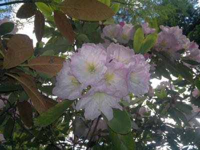 130520124149R.fortunei.jpg