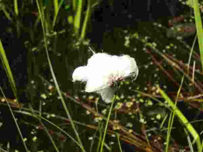 Eriophorum_augustifolium280505.jpg