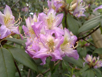 130520124150R_trichanthum_light_purple.jpg