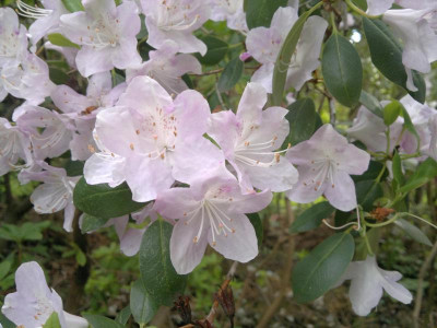 130520124151R.oreotrephesexquisetum.jpg