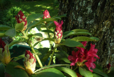 GP_Rhododendron_Dr_H_C_Dresselhuys_knospig_2012.jpg