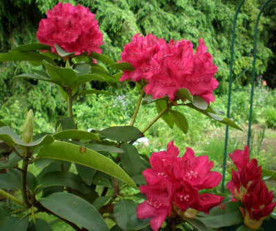 GP_Rhododendron_Dr_H_C_Dresselhuys_2012-05-13.jpg