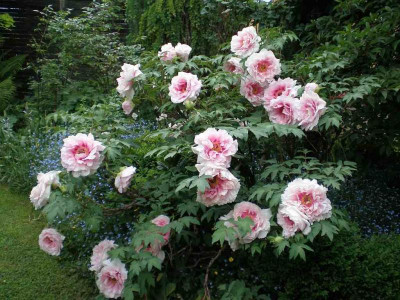 GP_Paeonia_suffruticosa_rosa_2012-05-12e.jpg