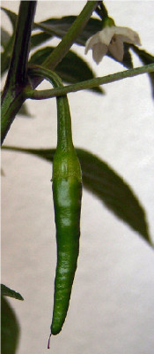 chilli1k.jpg