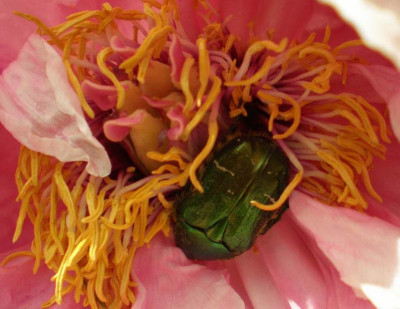 GP_Paeonia_Rosenkafer_2012e.jpg