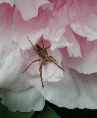GP_Paeonia_Spinne_2012-05-12e.jpg
