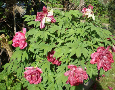 GP_Paeonia_suffruticosa_rot_2012-05-10e.jpg