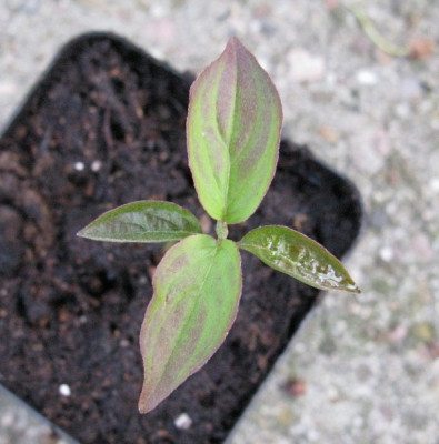 Cornus_Gartenpur.jpg