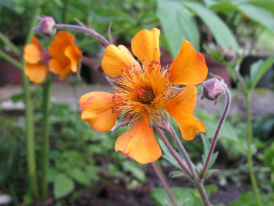 Neue_Farbvariante_2_Gartenpur.jpg