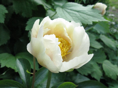 Claire_de_Lune_1_Gartenpur.jpg