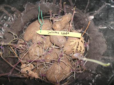 Fundkartoffeln.jpg