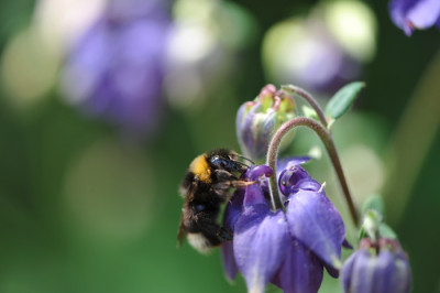 hungrige_Hummel.jpg