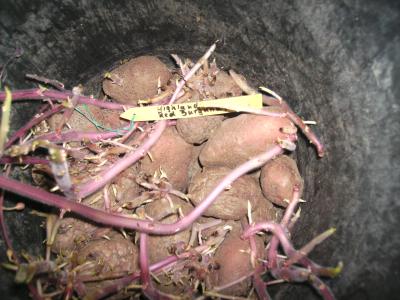 Fundkartoffeln2.jpg