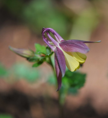 Aquilegia_buergeriana.jpg