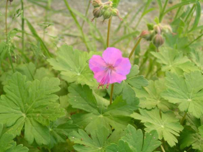 Geranium_sp1.jpg