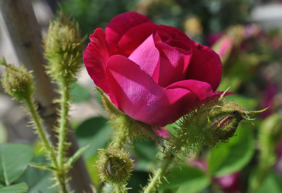 Old_Red_Moss_1_12__14590.jpg