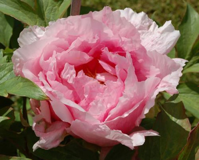 Hana_Kisoi_12__90046.jpg
