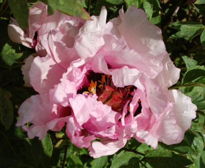 Hong_Lian_12__90056.jpg