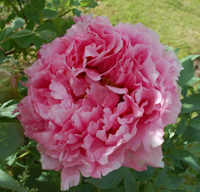 Jacqueline_Farvacques_12__90073.jpg