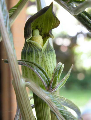 Arisaema_flavum.jpg