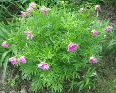 Paeonia_veitchii_ssp._veitchii_95811.jpg