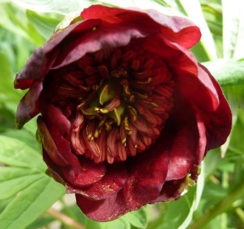 Paeonia_delavayi_P1040005.jpg