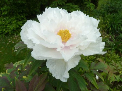 Paeonia_Renkaku_P1030999.jpg