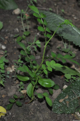 R_Saemling_ML_BJ_12__4439.jpg