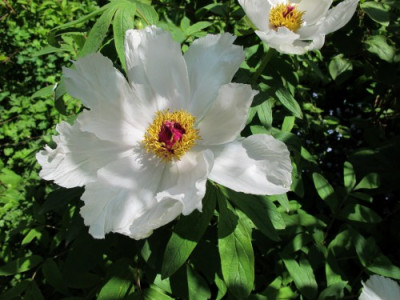Paeonia_ostii_fars_2012.JPG