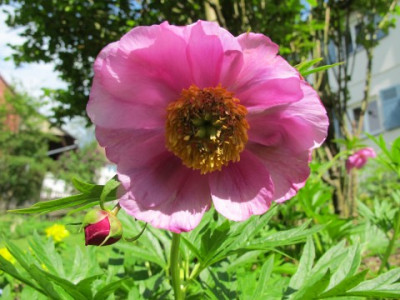 Paeonia_veitchii_fars_2012.JPG