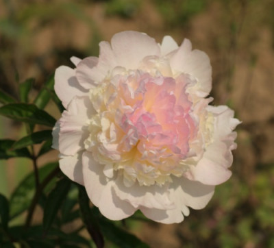 paeonia_lactiflora_raspberry_sundae_1948.jpg