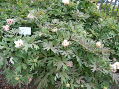 boga_wu_130512_005.JPG