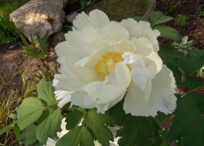 April_2008_072_KLEIN2.jpg
